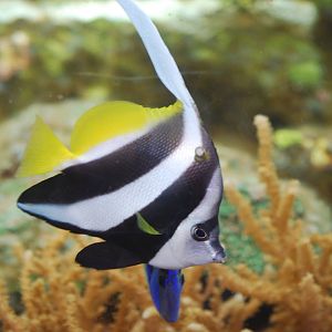 Bannerfish