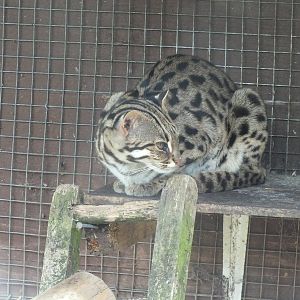 Indochinese Leopard Cat (Prionailurus bengalensis bengalensis) at Galloway