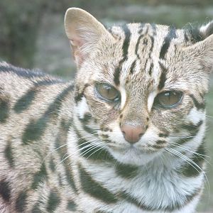 Indochinese Leopard Cat (Prionailurus bengalensis bengalensis) at Galloway