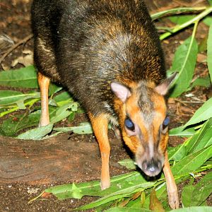 Balabac chevrotain; Plzen; 1st September 2012