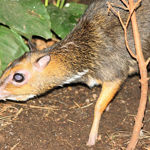 Balabac chevrotain; Plzen; 1st September 2012