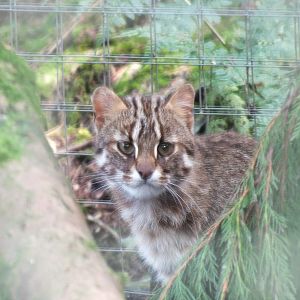 Amur Leopard Cat (Prionailurus bengalensis euptilura) at Galloway Wildlife