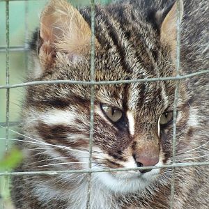 Amur Leopard Cat (Prionailurus bengalensis euptilura) at Galloway Wildlife