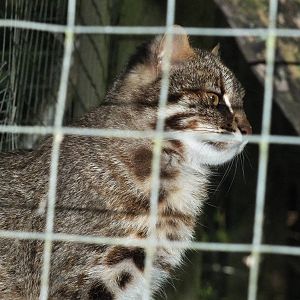 Amur Leopard Cat (Prionailurus bengalensis euptilura) at Galloway Wildlife