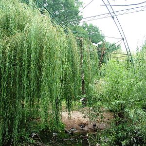Lakeside Aviary at Chomutov, 30/08/12