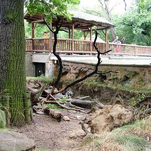 Porcupine Exhibit at Chomutov, 30/08/12