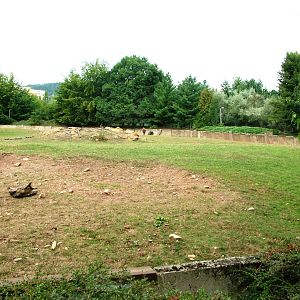 European Bison Paddock at Chomutov, 30/08/12