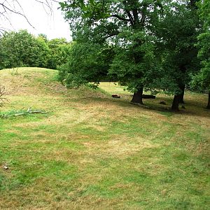 Musk Ox Paddock at Chomutov, 30/08/12
