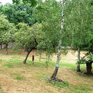 Musk Ox Paddock at Chomutov, 30/08/12