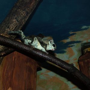 European Flying Squirrel at Chomutov, 30/08/12