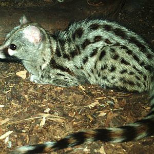 Small-spotted Genet at Chomutov, 30/08/12