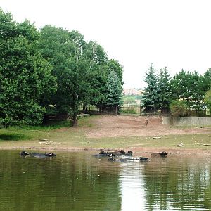 Water Buffalo Paddock at Chomutov, 30/08/12