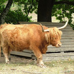 Highland Cattle at Chomutov, 30/08/12