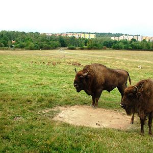 Eurosafari at Chomutov, 30/08/12