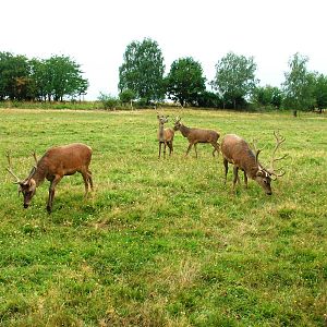 Eurosafari at Chomutov, 30/08/12