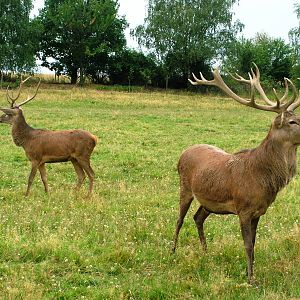 Carpathian Red Deer at Chomutov, 30/08/12