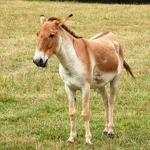 Eastern Kiang at Chomutov, 30/08/12