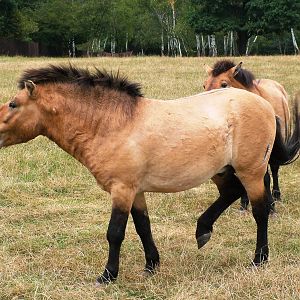 Przewalski's Horses at Chomutov, 30/08/12