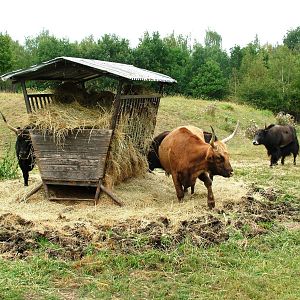 Eurosafari at Chomutov, 30/08/12