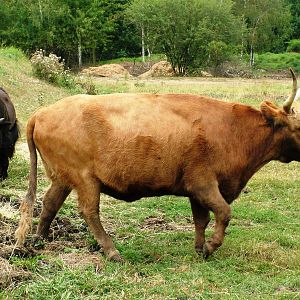 Heck Cattle/'Aurochs' at Chomutov, 30/08/12