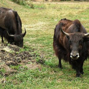 Domestic Yak at Chomutov, 30/08/12