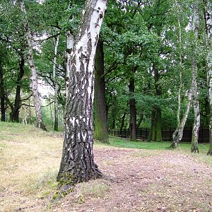 Moose Paddock at Chomutov, 30/08/12