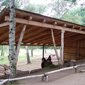 Camel Shelter at Chomutov, 30/08/12