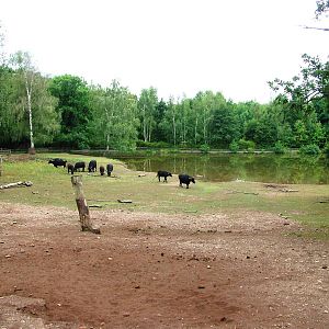 Water Buffalo Paddock at Chomutov, 30/08/12