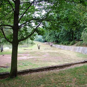 Camel Paddock at Chomutov, 30/08/12