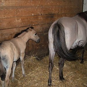 Heck Horse/Tarpan Foal at Chomutov, 30/08/12