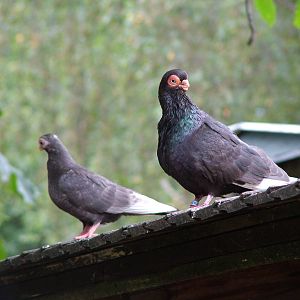 Scary-looking Pigeons at Chomutov, 30/08/12