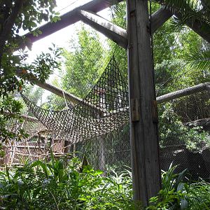 Disney's Animal Kingdom- Pangani Forest Trail- Angolan Black-and-white Colo