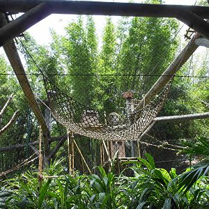 Disney's Animal Kingdom- Pangani Forest Trail- Angolan Black-and-white Colo