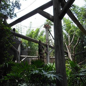 Disney's Animal Kingdom- Pangani Forest Trail- Angolan Black-and-white Colo