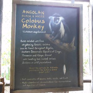 Disney's Animal Kingdom- Pangani Forest Trail- Angolan Black-and-white Colo