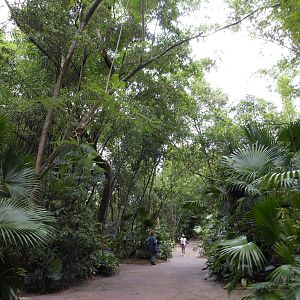 Disney's Animal Kingdom- Pangani Forest Trail- General View
