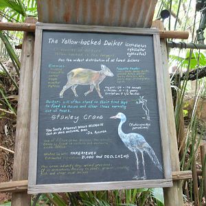 Disney's Animal Kingdom- Pangani Forest Trail- Duiker and Crane Signage