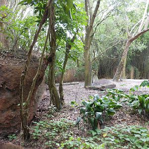 Disney's Animal Kingdom- Pangani Forest Trail- Part 1 of Okapi, Yellow-back