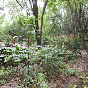 Disney's Animal Kingdom- Pangani Forest Trail- Part 2 of Okapi, Yellow-back