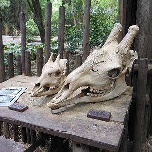 Disney's Animal Kingdom- Pangani Forest Trail- Okapi/Giraffe Skull Comparis