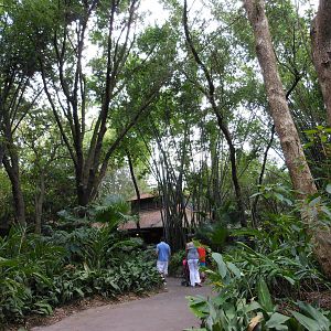 Disney's Animal Kingdom- Pangani Forest Trail- General View 2