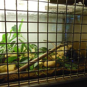 Disney's Animal Kingdom- Pangani Forest Trail- Emperor Scorpion Exhibit