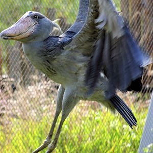 Shoebill landing; Prague; 4th September 2012