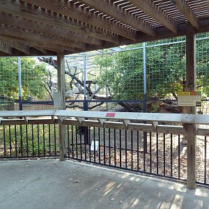 Amur Leopard Exhibit