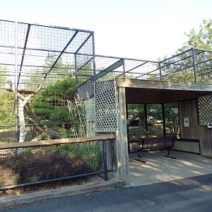 Snow Leopard Exhibit