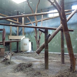 Orangutan Indoor Exhibit