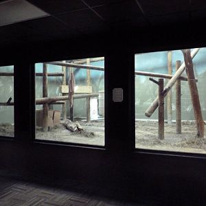 Orangutan Indoor Exhibit