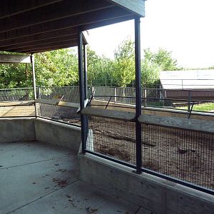 Aardvark Exhibit