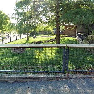 Aldabra Tortoise Exhibit