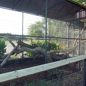 Rhinoceros Iguana Exhibit